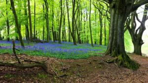 Spring flowers in forest wallpaper thumb
