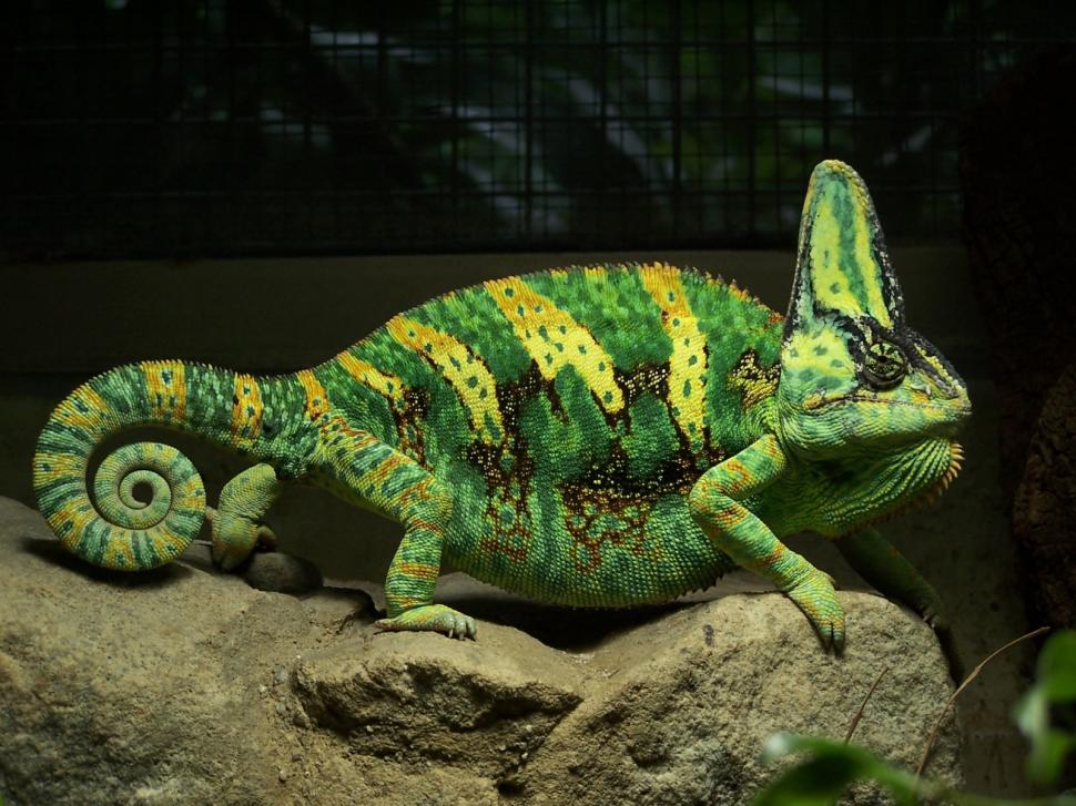 Chameleon Lizard HD wallpaper,animals wallpaper,lizard wallpaper,chameleon wallpaper,1600x1200 wallpaper