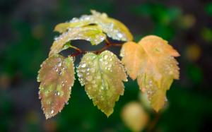 Macro Leaves Water Drops HD wallpaper thumb
