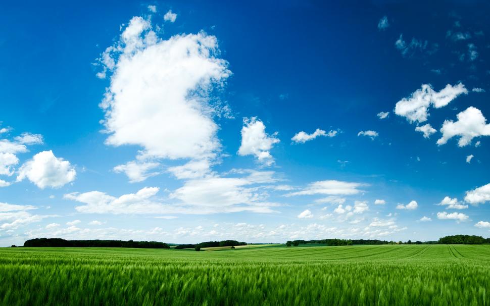 Summer Green Field and Blue Sky wallpaper,Summer HD wallpaper,2560x1600 wallpaper