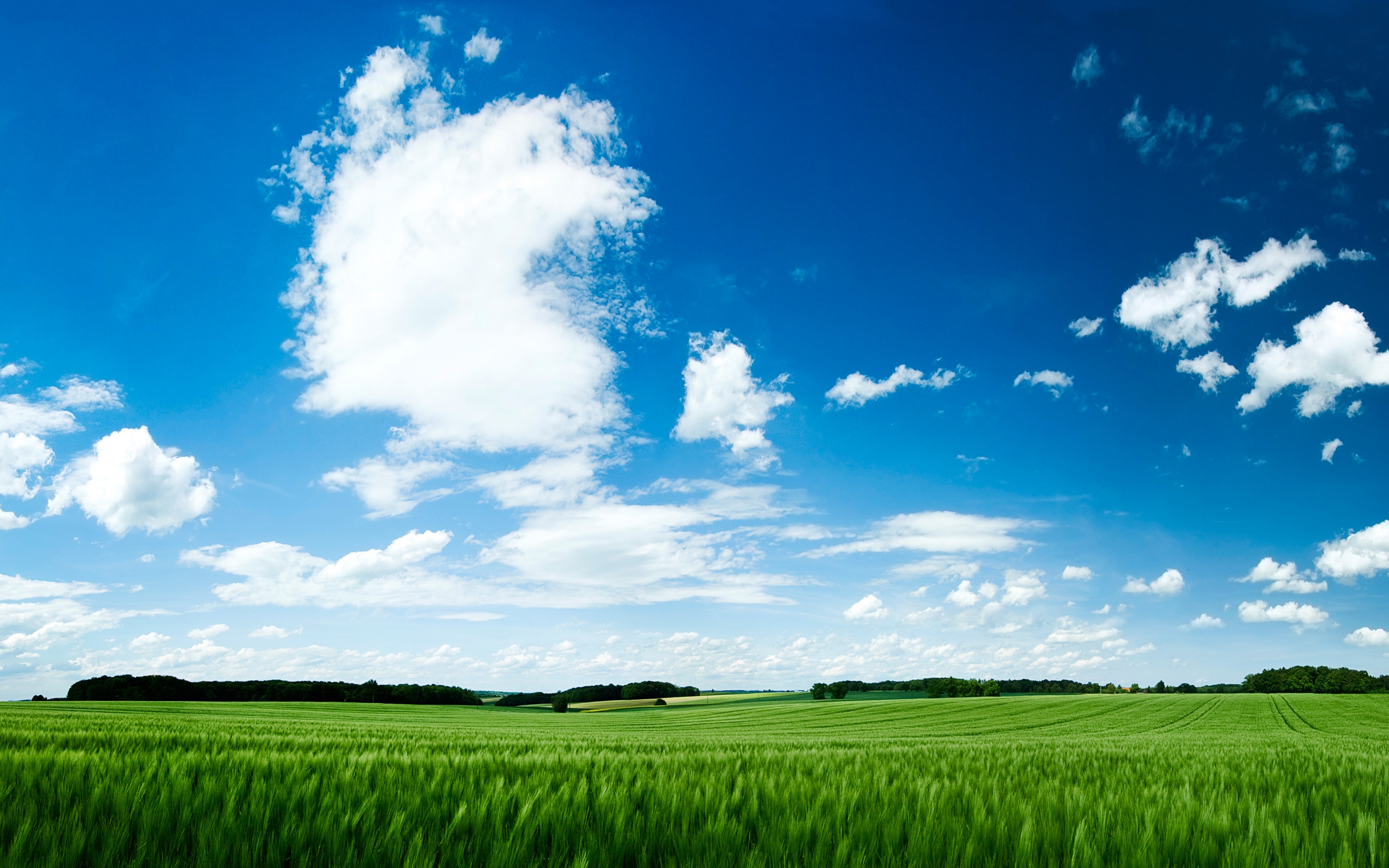 Summer Green Field and Blue Sky wallpaper | nature and landscape | Wallpaper  Better