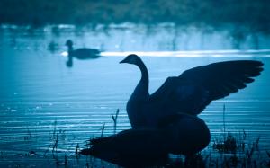 Swan in lake at dusk, wings wallpaper thumb