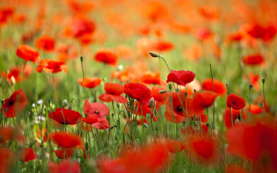Field with flowers poppies wallpaper,Nature HD wallpaper,flowers HD wallpaper,poppies HD wallpaper,petals HD wallpaper,spring HD wallpaper,field HD wallpaper,2880x1800 wallpaper