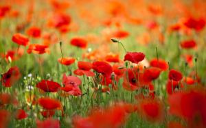 Field with flowers poppies wallpaper thumb
