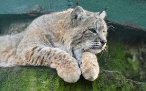 Animals close-up, lynx, cat, stone wallpaper thumb