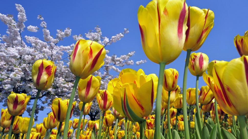 Beautiful Yellow Tulips wallpaper,fields HD wallpaper,yellow HD wallpaper,tulips HD wallpaper,flowers HD wallpaper,nature & landscapes HD wallpaper,1920x1080 wallpaper
