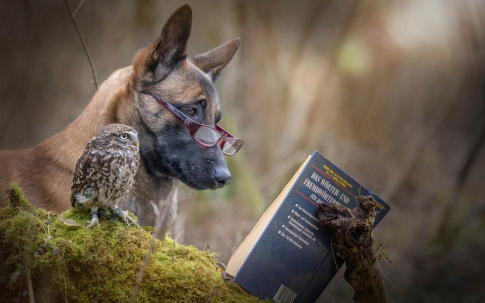 Dog and Owl Reading a Book wallpaper,dog HD wallpaper,owl HD wallpaper,book HD wallpaper,1920x1200 wallpaper