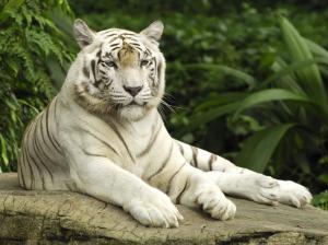 Animals, Tiger, Fur, Calm, Rock, Forest, Photography wallpaper thumb
