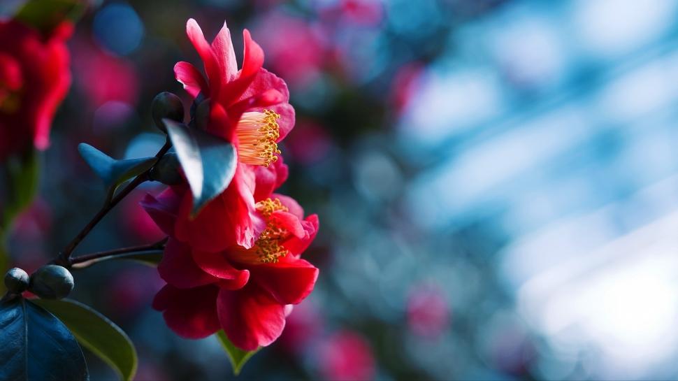 Red flowers blossom, blue blurred background wallpaper,Red HD wallpaper,Flowers HD wallpaper,Blossom HD wallpaper,Blue HD wallpaper,Blurred HD wallpaper,Background HD wallpaper,1920x1080 wallpaper