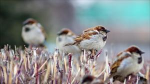 sparrows, branch, birds, winter wallpaper thumb