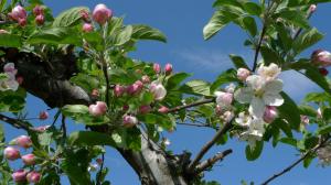 apple blossom time Apples blossoms blue sky flowering flowers fruit-trees leaves spring Trees HD wallpaper thumb