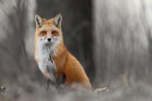 Winter fox in forest wallpaper thumb