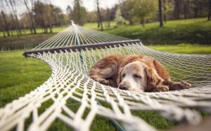 Dog, Sleeping, Hammock, Nature, Grass, Animals wallpaper thumb