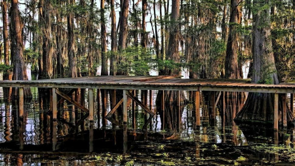 Dock Reflections In The Bayou wallpaper,trees HD wallpaper,reflections HD wallpaper,bayou HD wallpaper,swamp HD wallpaper,dock HD wallpaper,nature & landscapes HD wallpaper,1920x1080 wallpaper