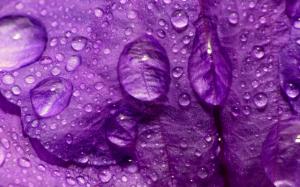Purple Water Drop Macro Leaf HD wallpaper thumb