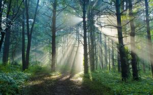 Summer morning, nature forest trail, sun light rays wallpaper thumb