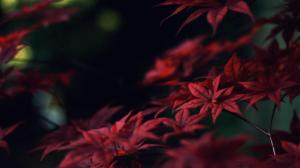 Crimson Leaves wallpaper thumb