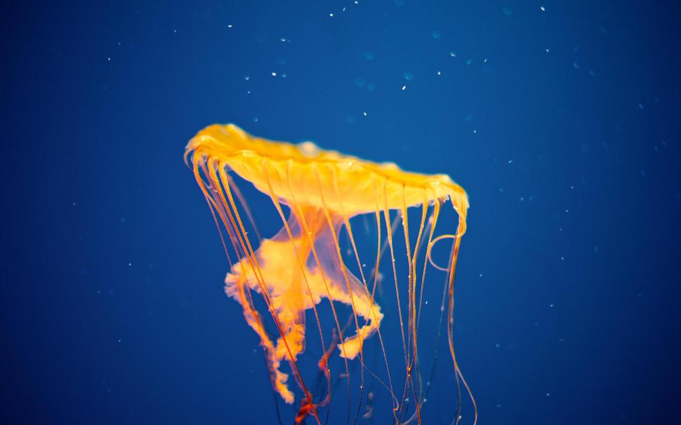 Jellyfish Underwater Ocean Sea Bokeh Jelly HD Pictures wallpaper,fishes HD wallpaper,bokeh HD wallpaper,jelly HD wallpaper,jellyfish HD wallpaper,ocean HD wallpaper,pictures HD wallpaper,underwater HD wallpaper,2560x1600 wallpaper