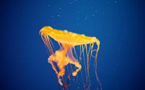 Jellyfish Underwater Ocean Sea Bokeh Jelly HD Pictures wallpaper thumb