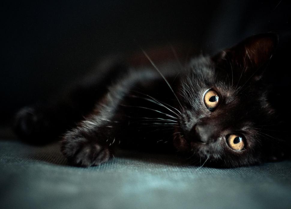 Cute Single Black Kitten wallpaper,cute HD wallpaper,single HD wallpaper,black HD wallpaper,kitten HD wallpaper,2000x1436 wallpaper
