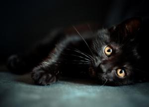 Cute Single Black Kitten wallpaper thumb