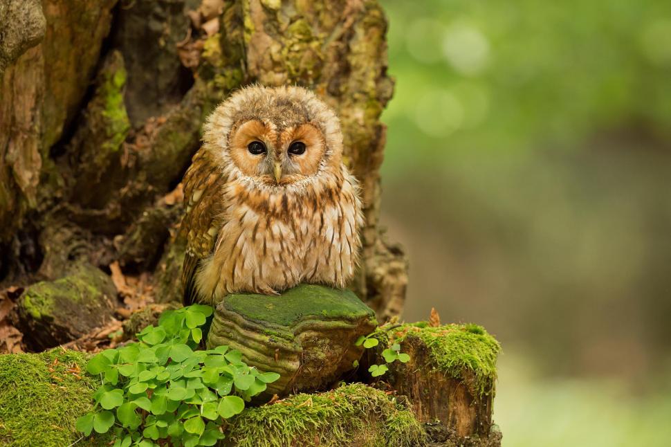 Tawny Owl in forest wallpaper,tawny owl HD wallpaper,Birds HD wallpaper,forest HD wallpaper,Nature HD wallpaper,owl HD wallpaper,ptinets HD wallpaper,2000x1333 wallpaper