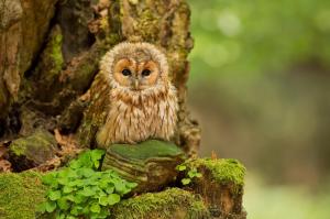Tawny Owl in forest wallpaper thumb