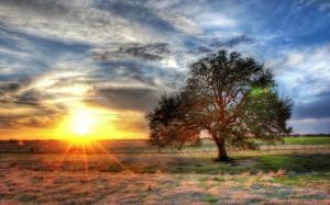 Lonely tree, grass, sun rays, sunset, clouds wallpaper thumb
