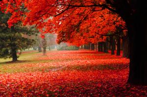 Red foliage in park wallpaper thumb