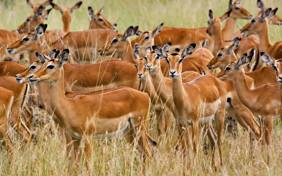 Herd of Female Impala Masai Mara Kenya wallpaper,herd HD wallpaper,female HD wallpaper,impala HD wallpaper,masai HD wallpaper,mara HD wallpaper,1920x1200 wallpaper