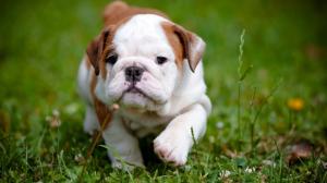 Bulldog, cute puppy, grass wallpaper thumb