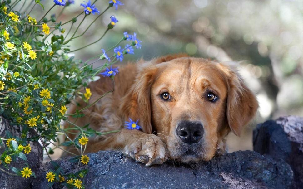 Lonely dog and flowers wallpaper,Lonely HD wallpaper,Dog HD wallpaper,Flowers HD wallpaper,1920x1200 wallpaper