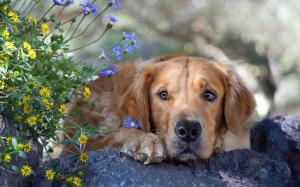 Lonely dog and flowers wallpaper thumb