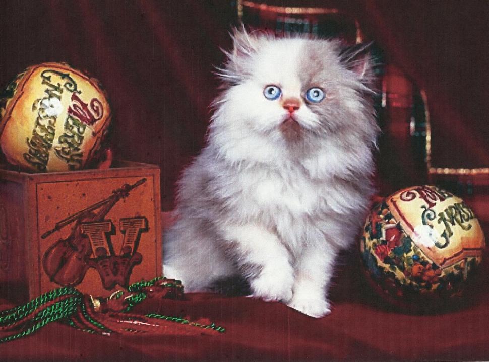 A White Cat wallpaper,feline HD wallpaper,kitten HD wallpaper,cute HD wallpaper,white HD wallpaper,christmas blubs HD wallpaper,christmas HD wallpaper,animals HD wallpaper,1970x1462 wallpaper