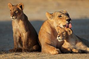 Lioness family wallpaper thumb