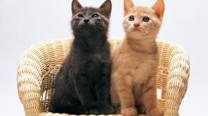 Two Cats On A Chair wallpaper thumb