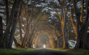 Cypress, Trees, Road, Mist, Sunrise, Tunnel, Grass, Nature wallpaper thumb