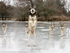 standing tall Animals funny wolves grey HD wallpaper thumb