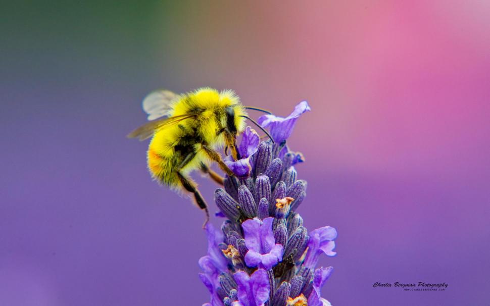 Honey Bee Lavendar Nectar wallpaper,honey HD wallpaper,nectar HD wallpaper,lavendar HD wallpaper,1920x1200 wallpaper