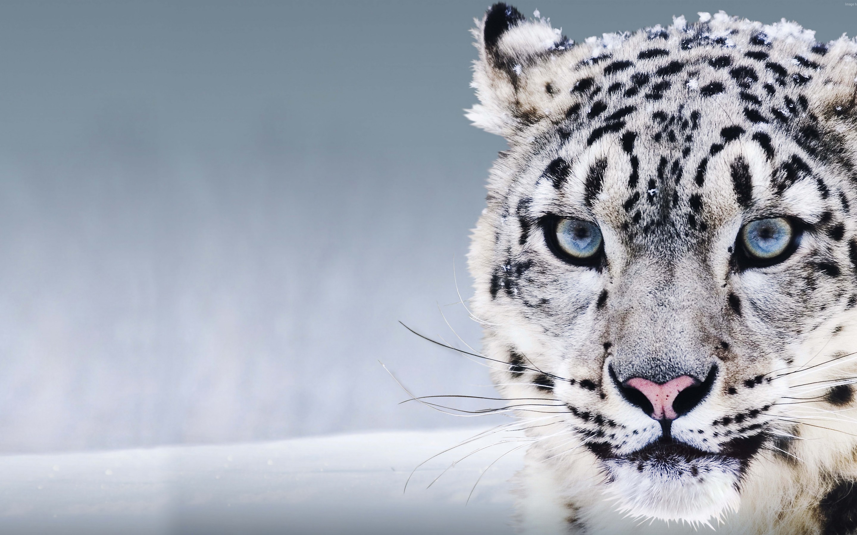 Firefox for snow leopard Firefox for snow leopard