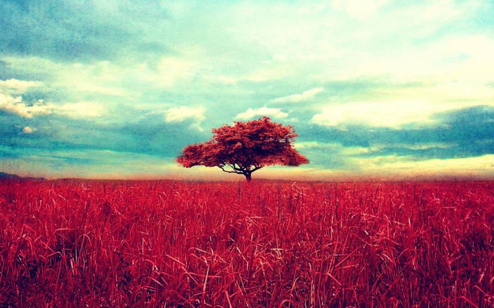 Red Tree On Red Field wallpaper,Scenery HD wallpaper,2880x1800 wallpaper