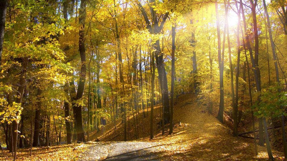 Sunny Autumn Day in the Forest wallpaper,Autumn HD wallpaper,1920x1080 wallpaper
