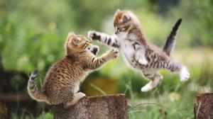 Cat Fight wallpaper thumb