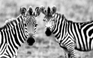 Black and white pair of zebras wallpaper thumb