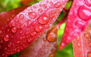 Water Bubbles on Pink Leaf wallpaper thumb