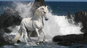 White Steed On The Beach wallpaper thumb