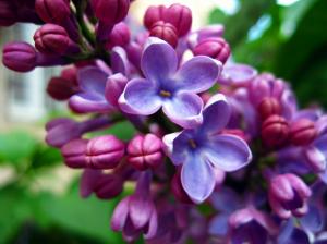 Purple flowers, lilacs wallpaper thumb
