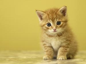 Cute Baby Kittens, Cat, Small, Claws, Adorable wallpaper thumb