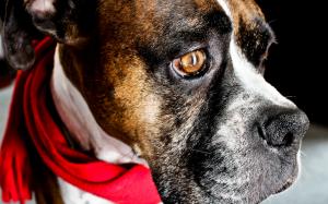 Dog with Red Scarf wallpaper thumb
