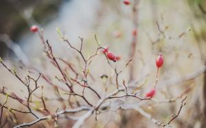 Berries Twig wallpaper thumb